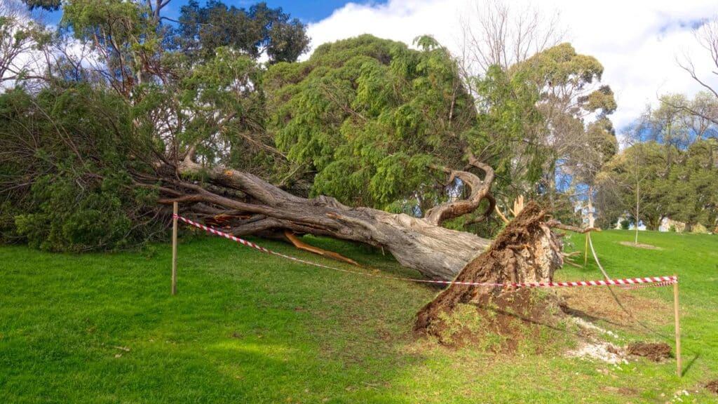 Se a árvore do seu vizinho cair no seu quintal, quem é o responsável por limpá-la?