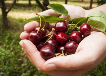 Árvores frutíferas trazem sabor, sombra e beleza natural para qualquer espaço verde. // Créditos: depositphotos.com / urban_light