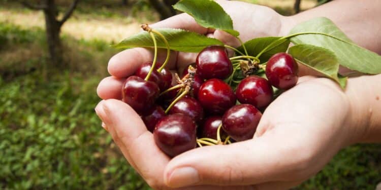 Árvores frutíferas trazem sabor, sombra e beleza natural para qualquer espaço verde. // Créditos: depositphotos.com / urban_light