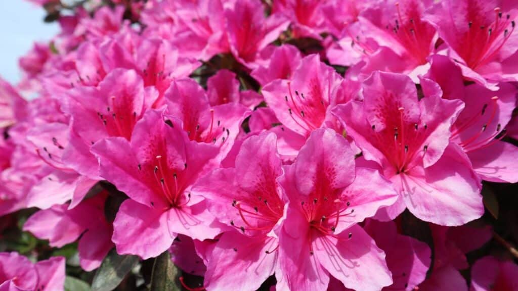 O segredo para cuidar da azaleia e ter flores exuberantes o ano inteiro