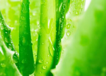 A melhor forma de plantar aloe vera e garantir o crescimento rápido