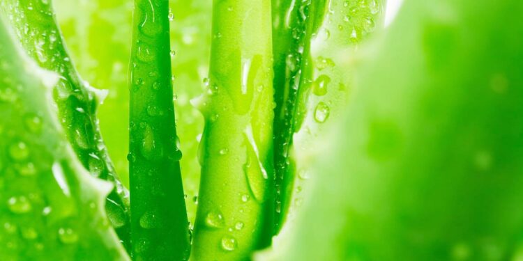 A melhor forma de plantar aloe vera e garantir o crescimento rápido