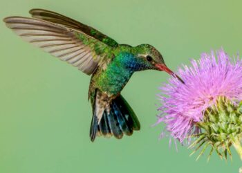 Essas 3 plantas são ricas em néctar e atraem beija-flores para sua casa sempre