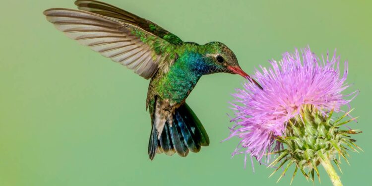 Essas 3 plantas são ricas em néctar e atraem beija-flores para sua casa sempre