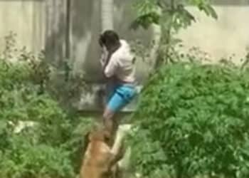 Homem morre dentro de jaula de leões na Paraíba e vídeo viraliza nas redes