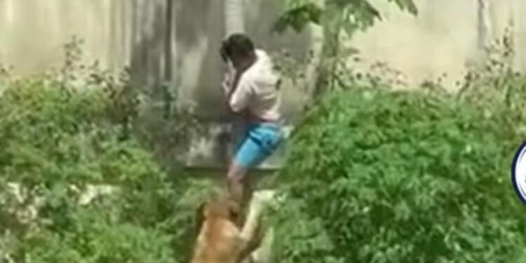 Homem morre dentro de jaula de leões na Paraíba e vídeo viraliza nas redes