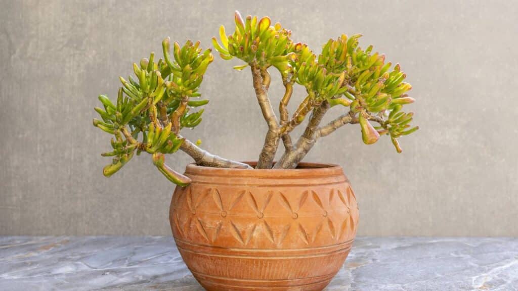 Essa planta simples e barata pode virar um lindo bonsai japonês com a poda certa