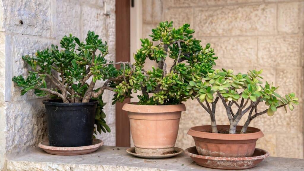 Essa planta simples e barata pode virar um lindo bonsai japonês com a poda certa