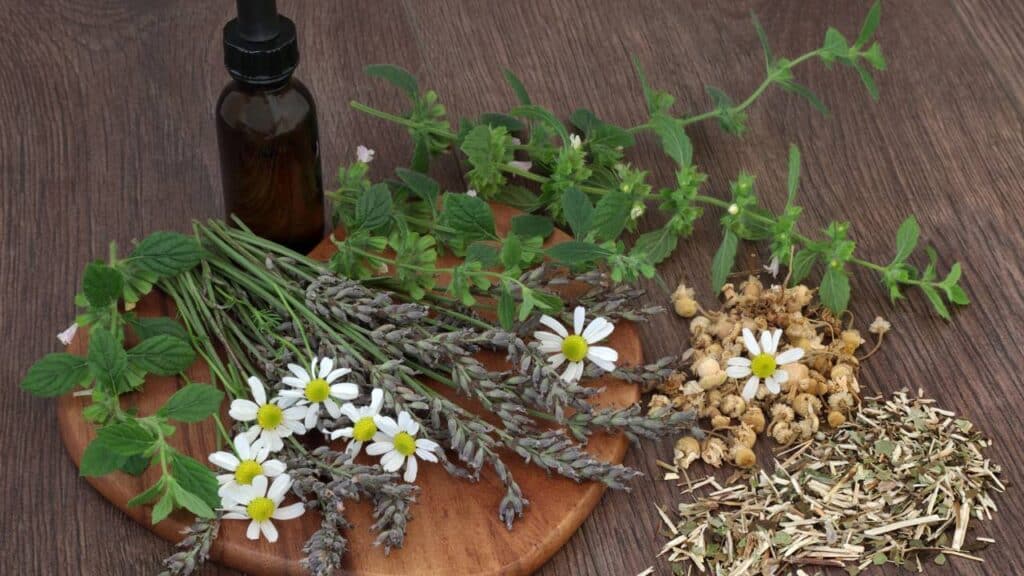 As 3 plantas poderosas no alívio que ajudam você a dormir melhor em minutos