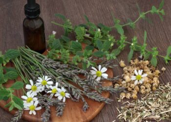 As 4 plantas medicinais que fazem diferença na saúde e são fáceis de manter em casa