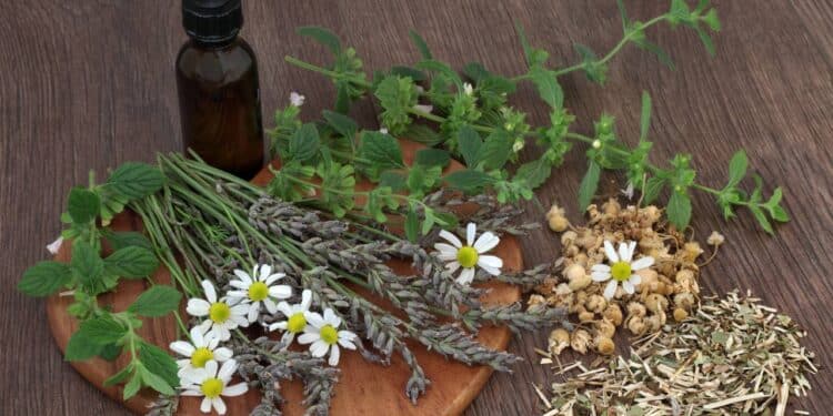 As 4 plantas medicinais que fazem diferença na saúde e são fáceis de manter em casa