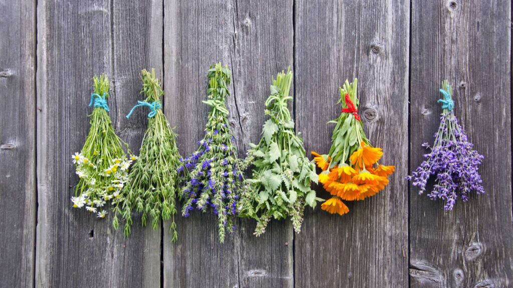 As 3 plantas poderosas no alívio que ajudam você a dormir melhor em minutos