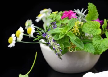 As 3 plantas poderosas no alívio que ajudam você a dormir melhor em minutos