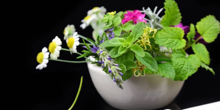 As 3 plantas poderosas no alívio que ajudam você a dormir melhor em minutos