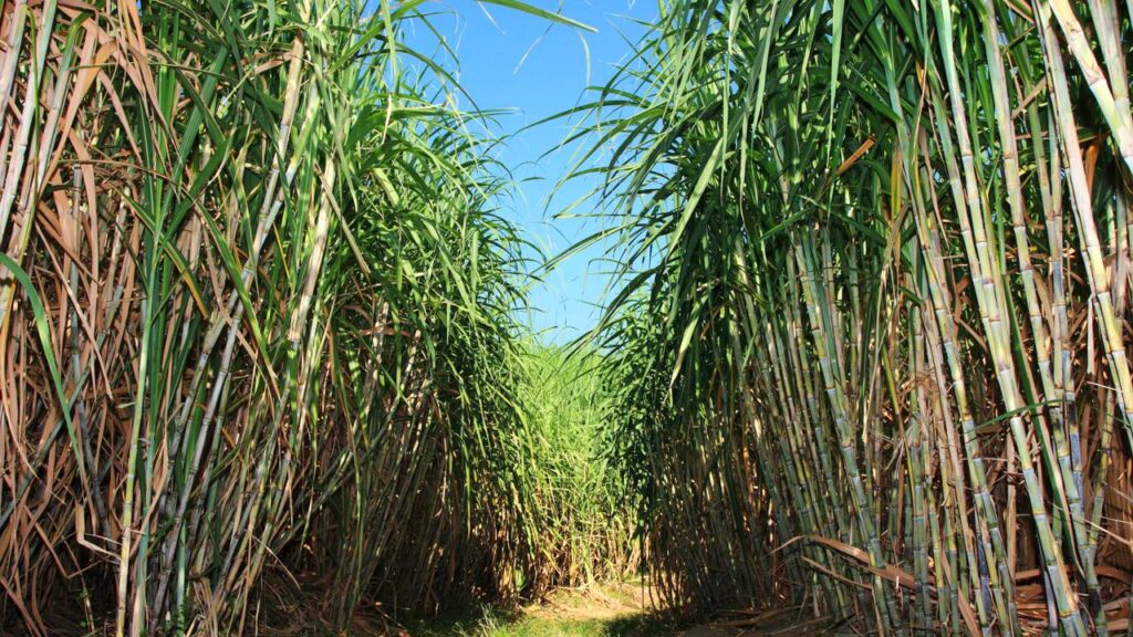 O chá desta planta é ideal para aliviar o estresse e amenizar problemas com pressão alta