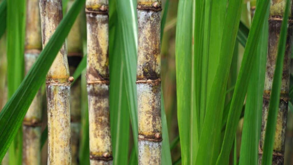 O chá desta planta é ideal para aliviar o estresse e amenizar problemas com pressão alta