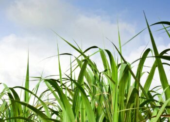 O chá desta planta é ideal para aliviar o estresse e amenizar problemas com pressão alta