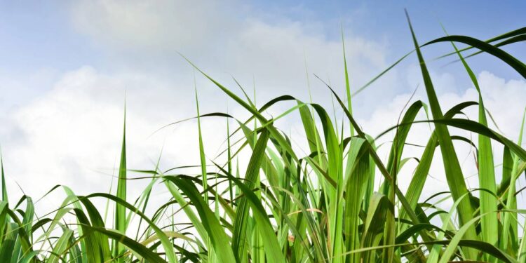 O chá desta planta é ideal para aliviar o estresse e amenizar problemas com pressão alta