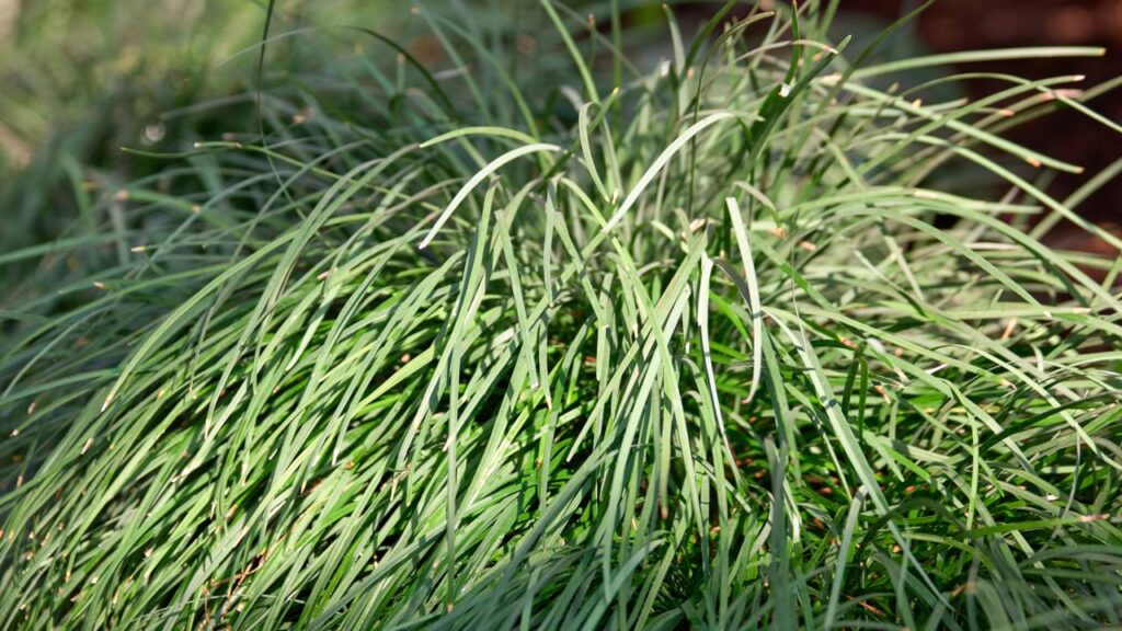 O chá natural que aliviou minha ansiedade e ajudou a regular meu estresse