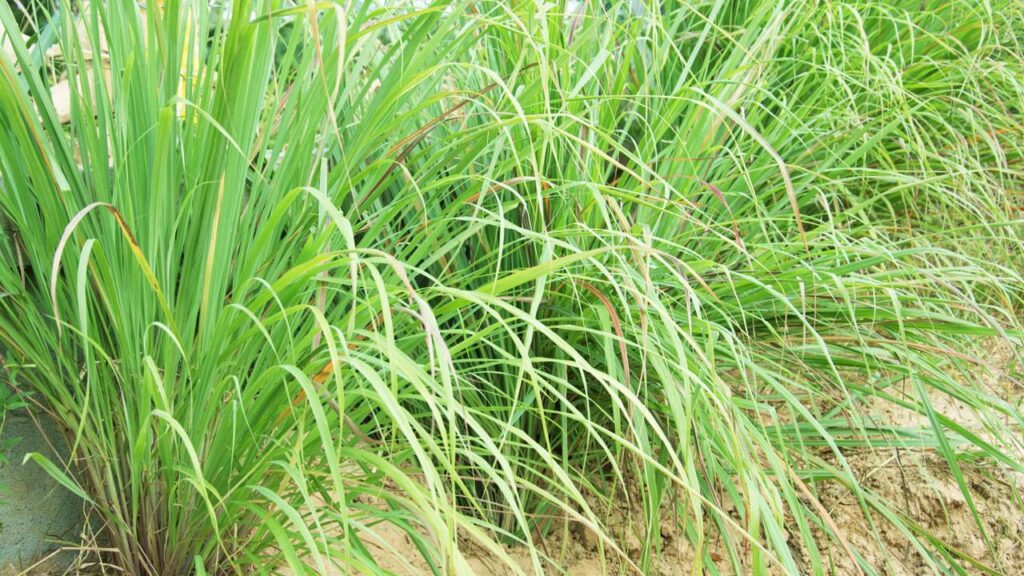 O chá natural que aliviou minha ansiedade e ajudou a regular meu estresse