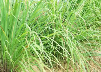 O chá natural que aliviou minha ansiedade e ajudou a regular meu estresse