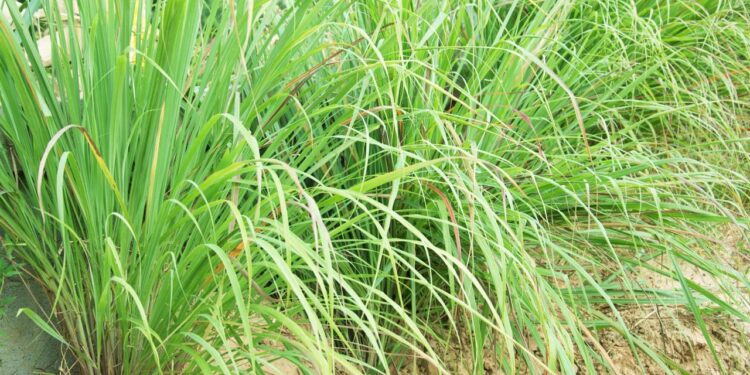 O chá natural que aliviou minha ansiedade e ajudou a regular meu estresse