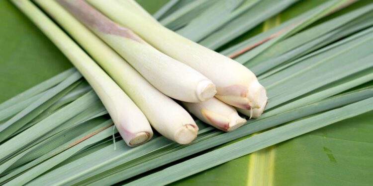 Use o chá para aliviar insônia, melhorar a circulação e eliminar toxinas do organismo. // Créditos: depositphotos.com / KittikornPh