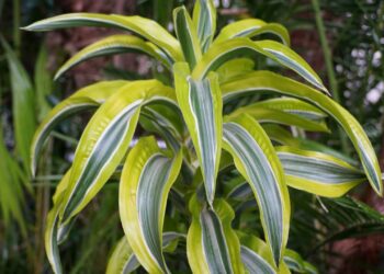 A planta tropical queridinha dos designers que simboliza força e equilíbrio no Feng Shui