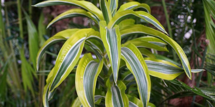 A planta tropical queridinha dos designers que simboliza força e equilíbrio no Feng Shui