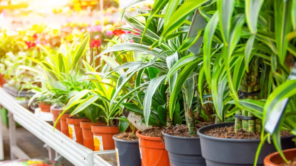 A planta tropical queridinha dos designers que simboliza força e equilíbrio no Feng Shui