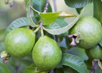 Essa é a fruta ideal para plantar em qualquer clima e em qualquer quintal sem problemas
