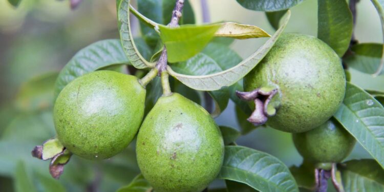 Essa é a fruta ideal para plantar em qualquer clima e em qualquer quintal sem problemas