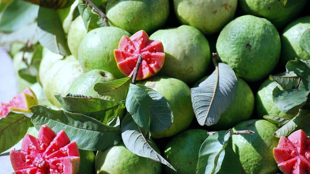 Essa é a fruta ideal para plantar em qualquer clima e em qualquer quintal sem problemas