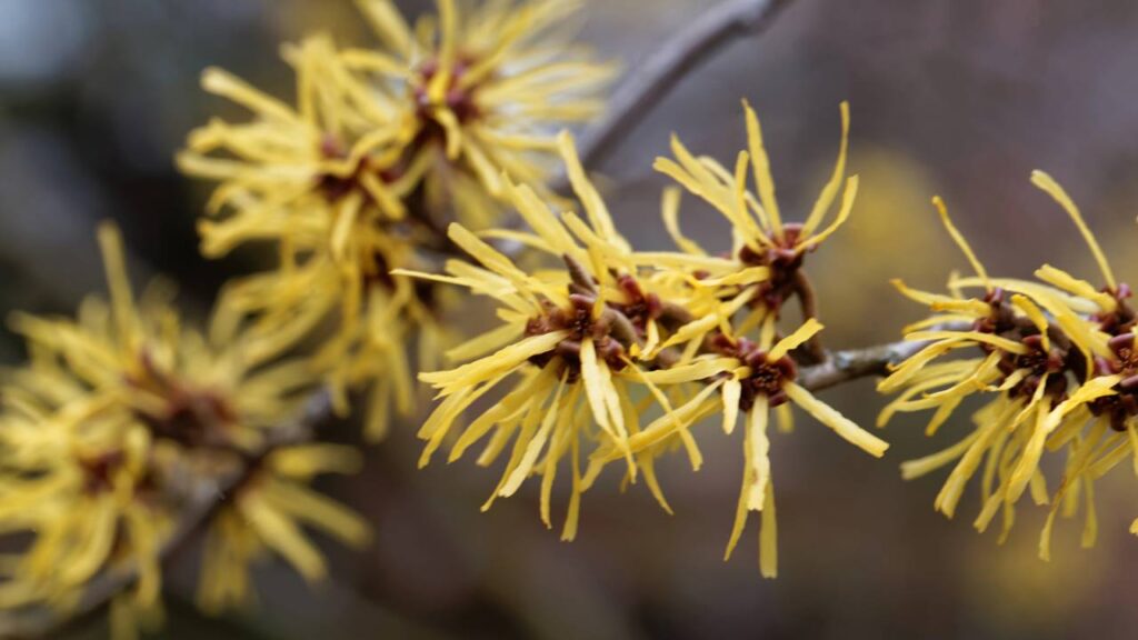 A planta poderosa que ajuda a controlar a oleosidade e rejuvenescer a pele