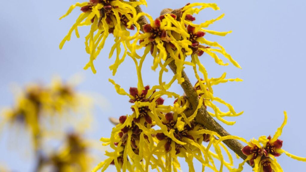 A planta poderosa que ajuda a controlar a oleosidade e rejuvenescer a pele