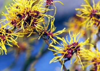 se hamamélis para aliviar irritações, controlar oleosidade e manter a pele fresca e saudável. // Créditos: depositphotos.com / gratysanna