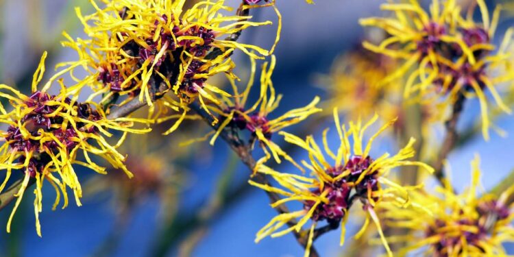 se hamamélis para aliviar irritações, controlar oleosidade e manter a pele fresca e saudável. // Créditos: depositphotos.com / gratysanna