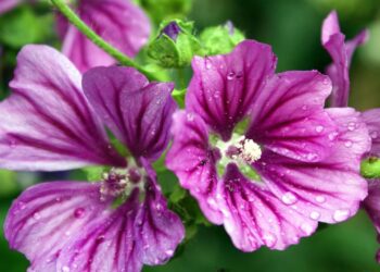 Essa planta poderosa é usada há séculos para tratar infecções na garganta