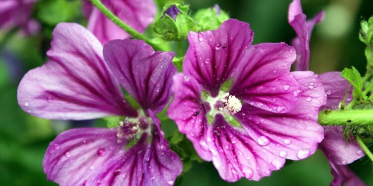 Essa planta poderosa é usada há séculos para tratar infecções na garganta