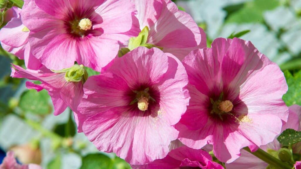 Essa planta poderosa é usada há séculos para tratar infecções na garganta