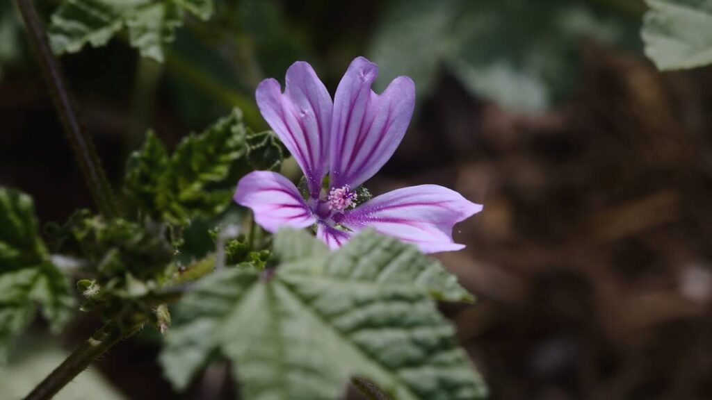 Essa planta poderosa é usada há séculos para tratar infecções na garganta