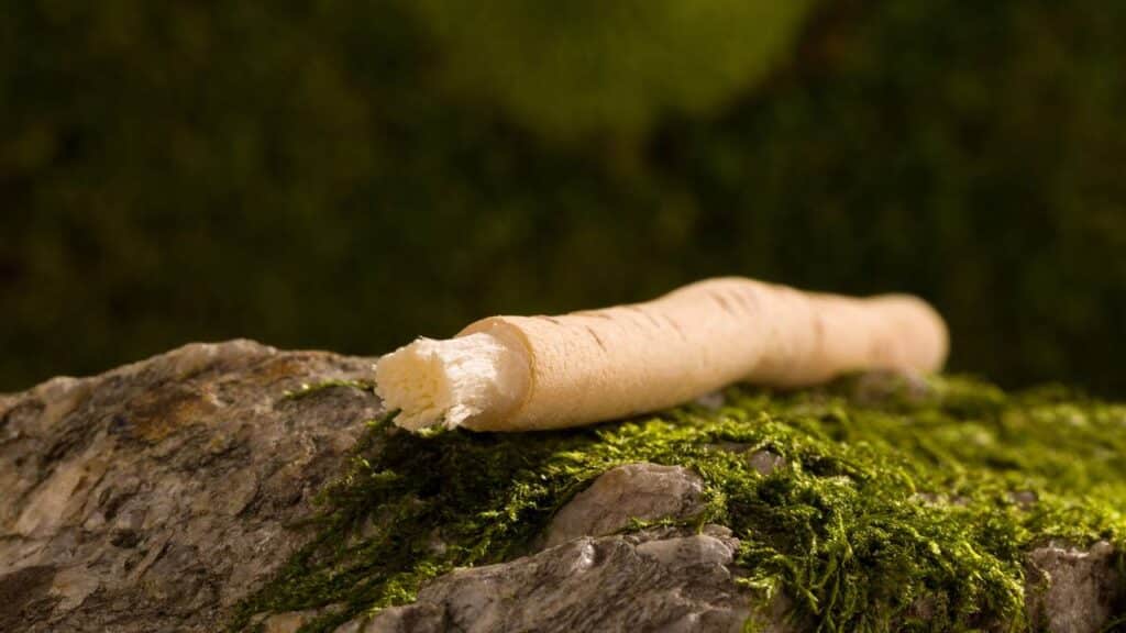 A planta milenar que está voltando a ser usada para escovar os dentes