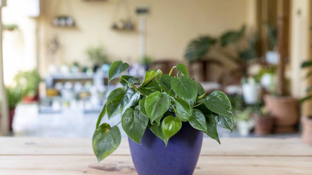 As plantas trepadeiras que estão bombando em 2026 na decoração de interior