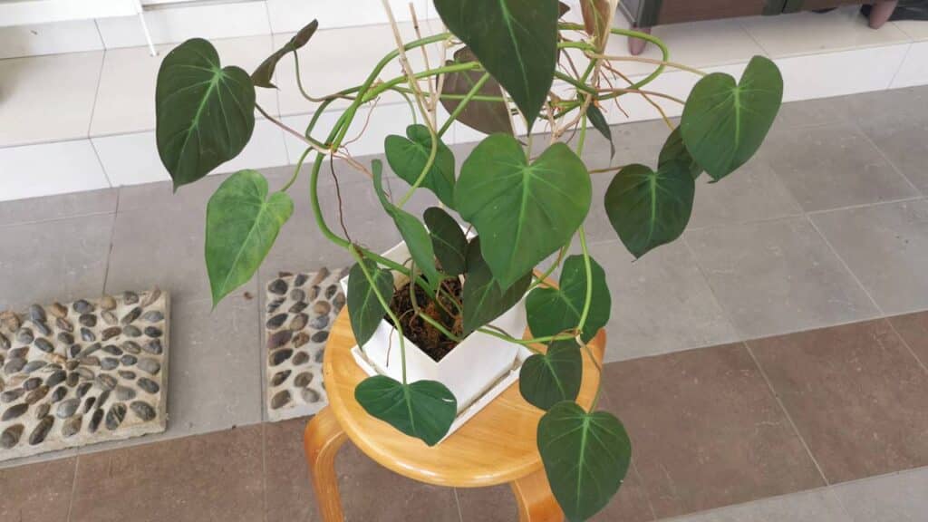 As plantas trepadeiras que estão bombando em 2026 na decoração de interior