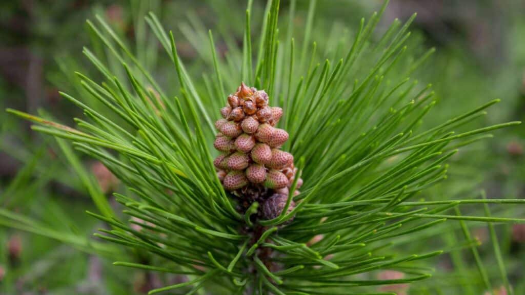 Árvore da beleza: o segredo natural para uma pele saudável e jovem em minutos
