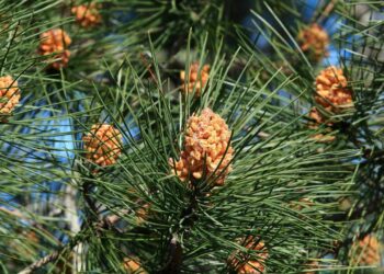 Árvore da beleza: o segredo natural para uma pele saudável e jovem em minutos