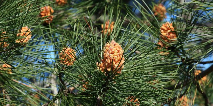 Árvore da beleza: o segredo natural para uma pele saudável e jovem em minutos