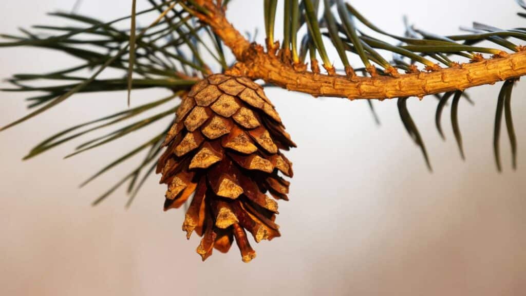 Árvore da beleza: o segredo natural para uma pele saudável e jovem em minutos