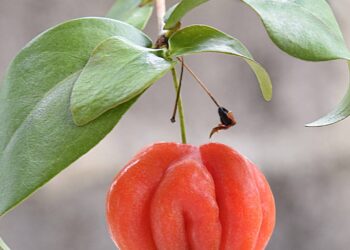Plantei essa árvore no quintal e ela gerou frutos o ano inteiro sem esforço algum