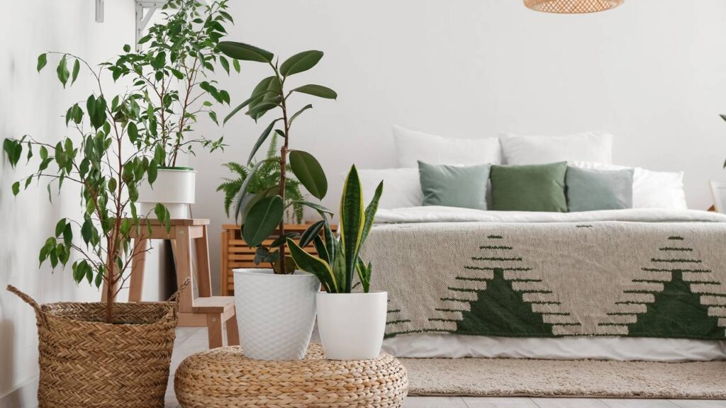 Se você tem um quarto abafado no verão, essas 3 plantas vão purificar e umidificar o ambiente